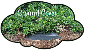 groundcover